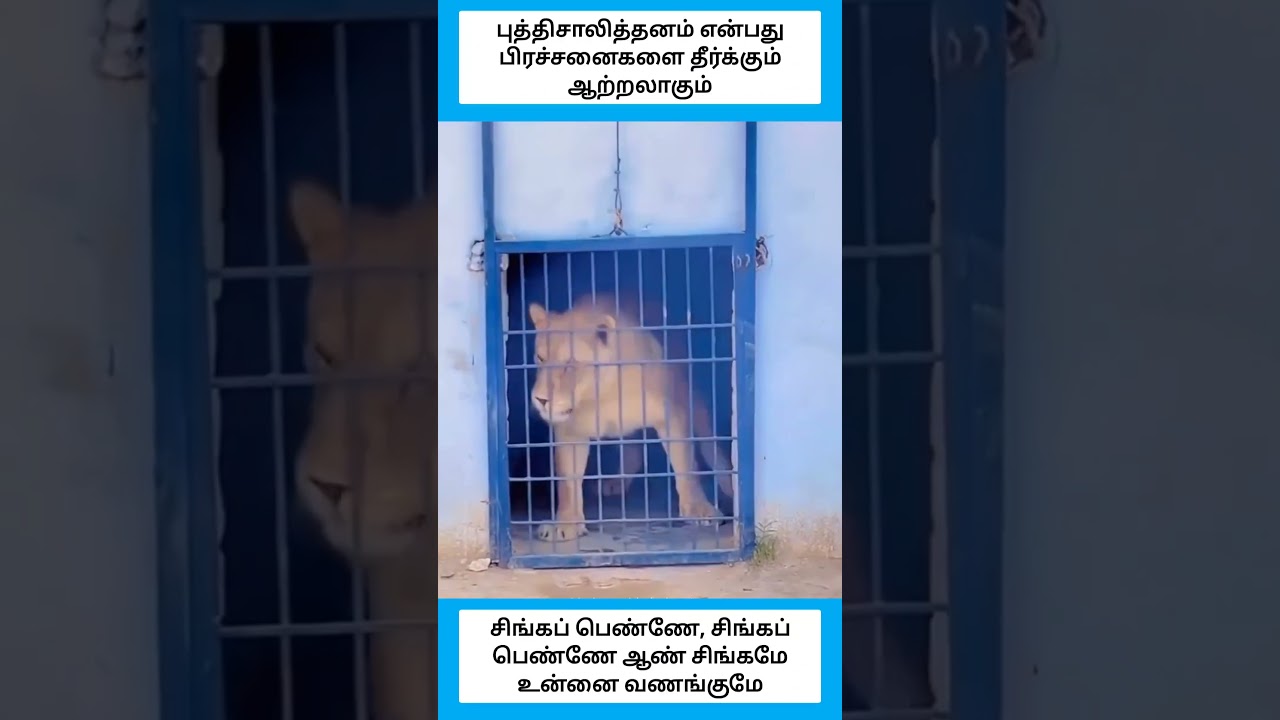 நான் வெளியே வர்ற வரைக்கும் நில்றா #shorts