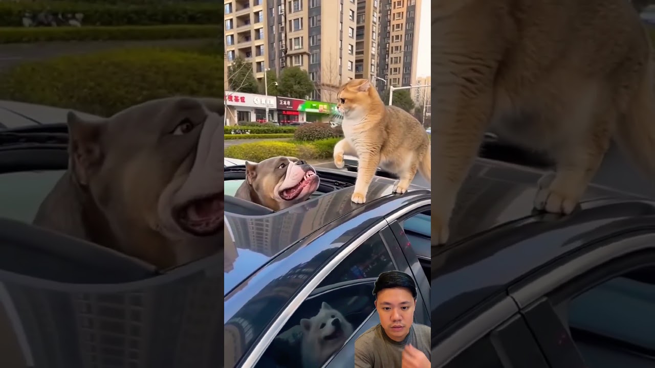 Doggy lagi bertengkar⁉️