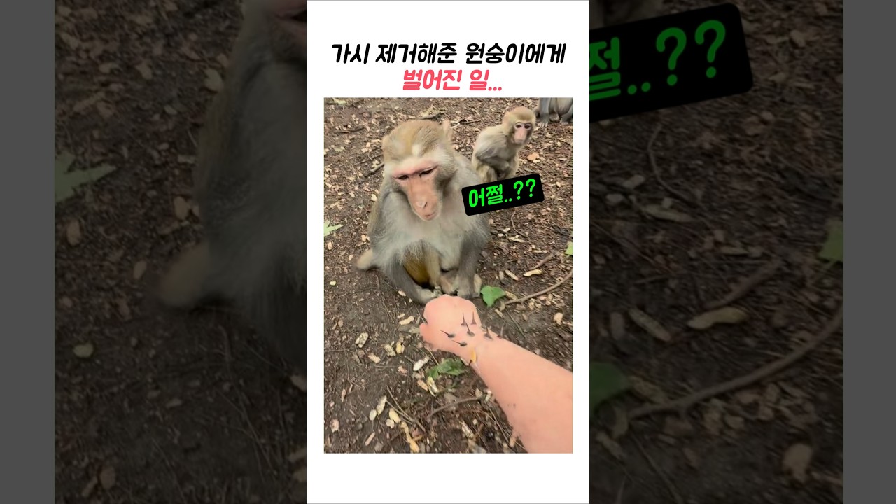 가시 제거해준 원숭이에게 벌어진일#웃긴동물