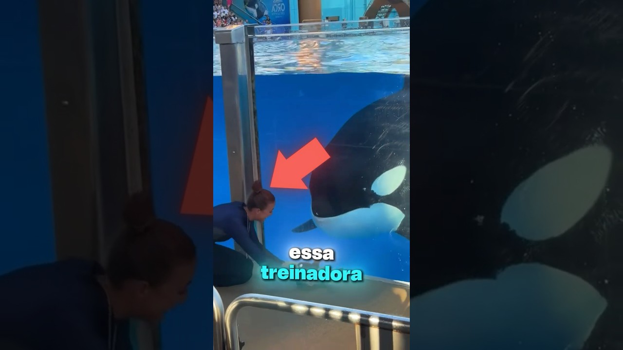 Essa orca não escutava até que...