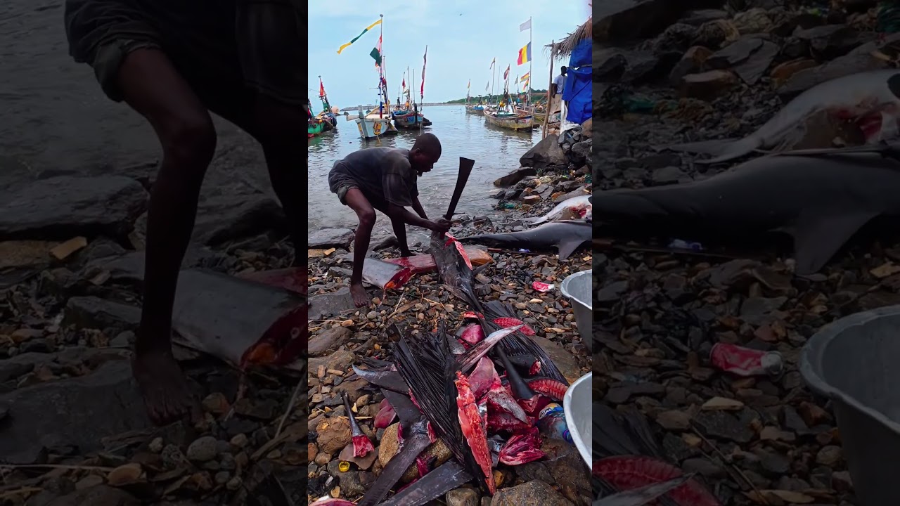 INSANE Blue Marlin Cutting on a Perfect Day