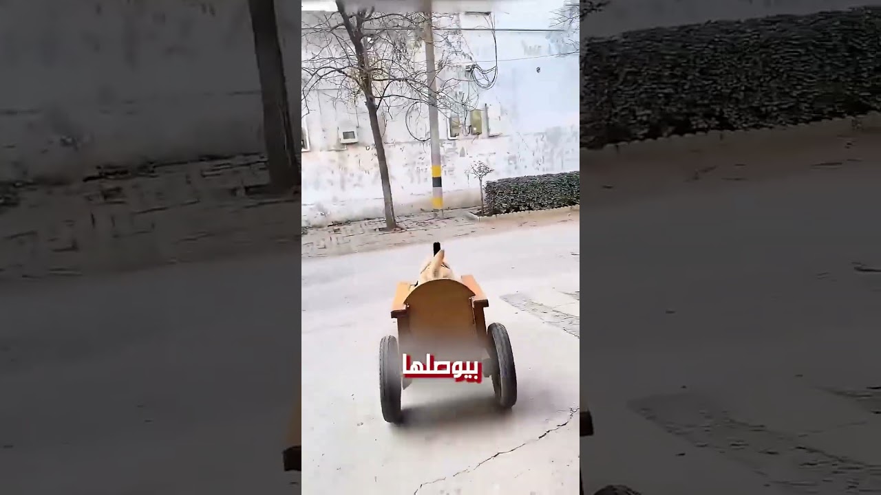 اوفى كلب في العالم!
