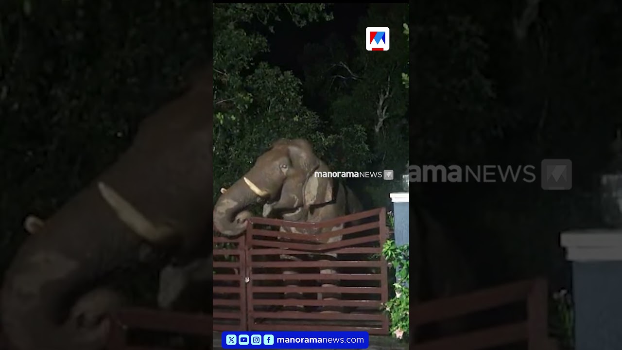 നീലഗിരിയിൽ വീടിന്റെ ഗേറ്റ് തകർത്ത് അകത്ത് കടക്കാന്‍ ശ്രമിക്കുന്ന കാട്ടാന |Wild elephant