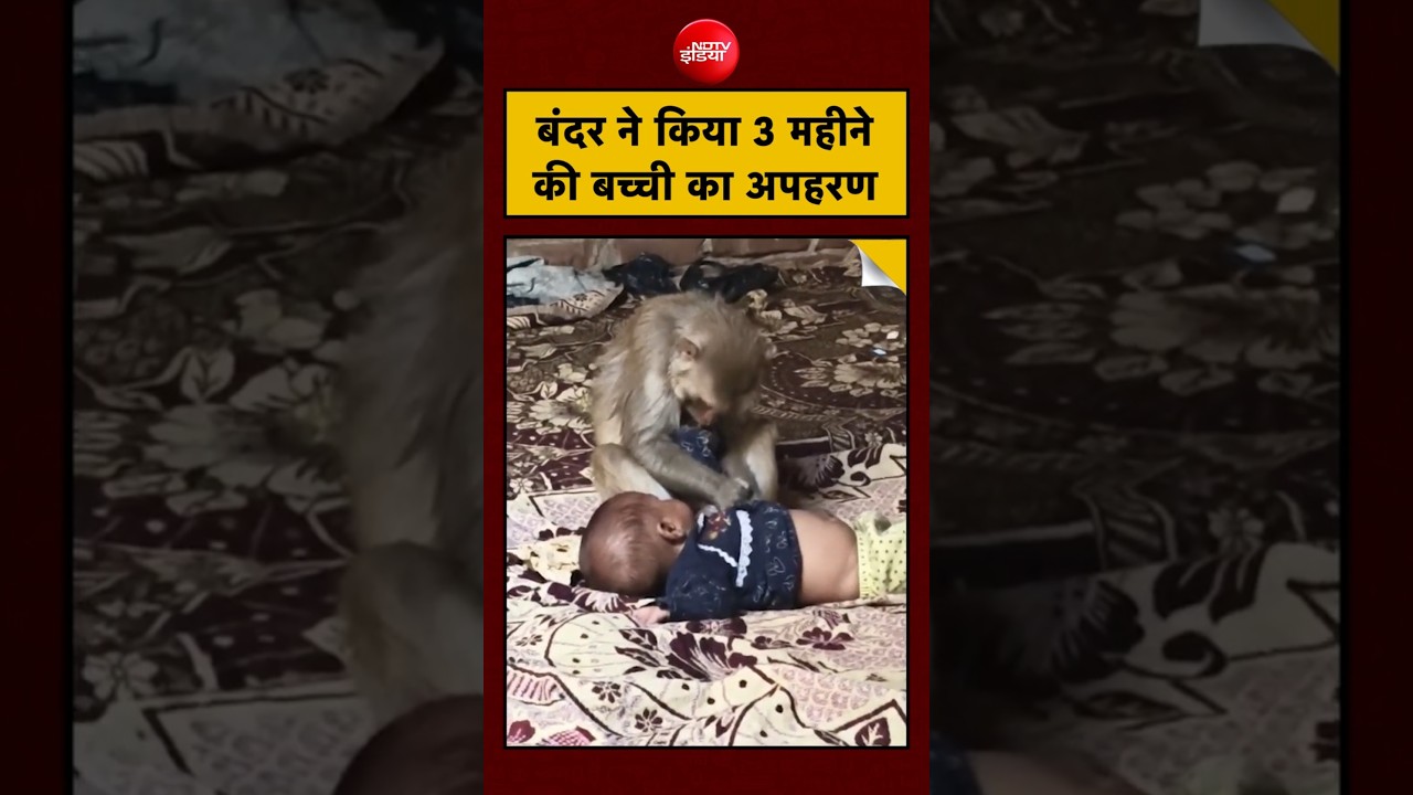 Monkey ने Baby को बनाया Hostage, Viral Video देखकर कांप जाएंगे