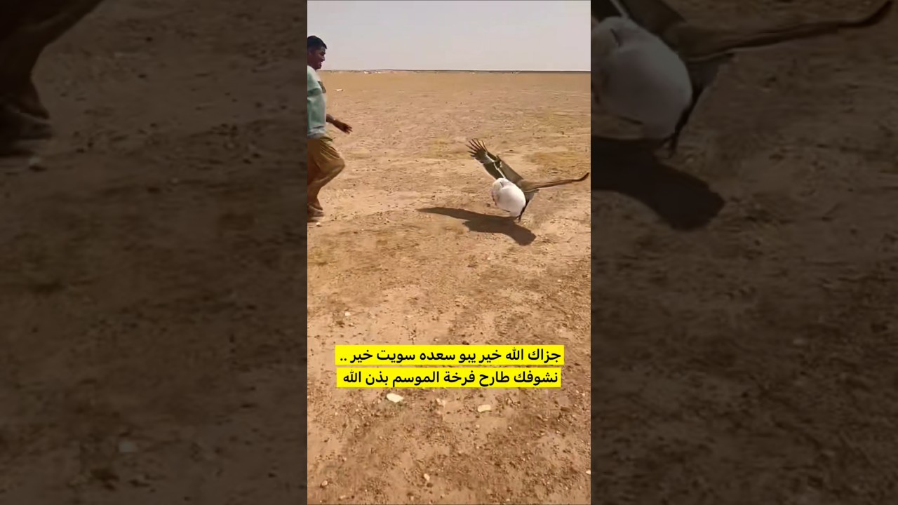 طرد النسر لين قبضه و طلع الكيس وفك يطير