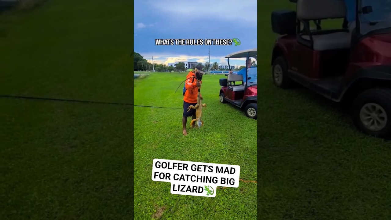 CATCHING INVASIVE LIZARDS! #iguana #lizard #fyp