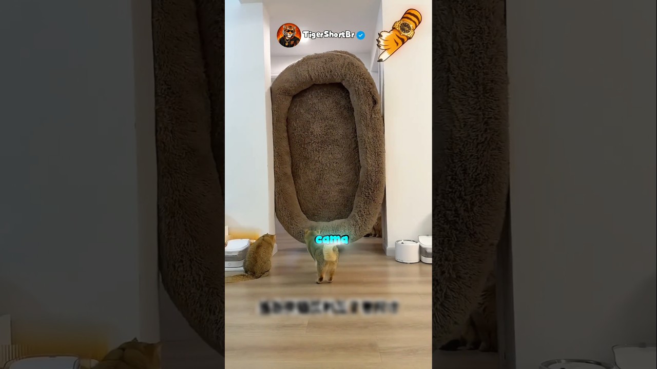 ESSA CAMA DE GATOS É GIGANTE! 😱🐱 #curiosidades #shortsfeed #cat