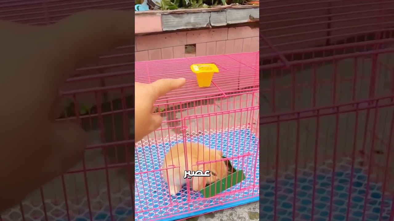 🍓 فخ الحلويات الهاربة! شاهد المعركة الكوميدية لإنقاذ الفراولة والعصير من السقوط | قصص روعة #شورت