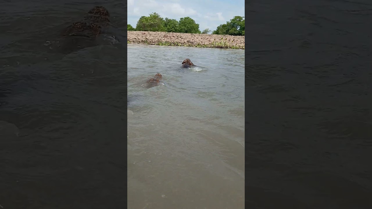 por poco se coge al perrito #fishing #fish #cocodrilos