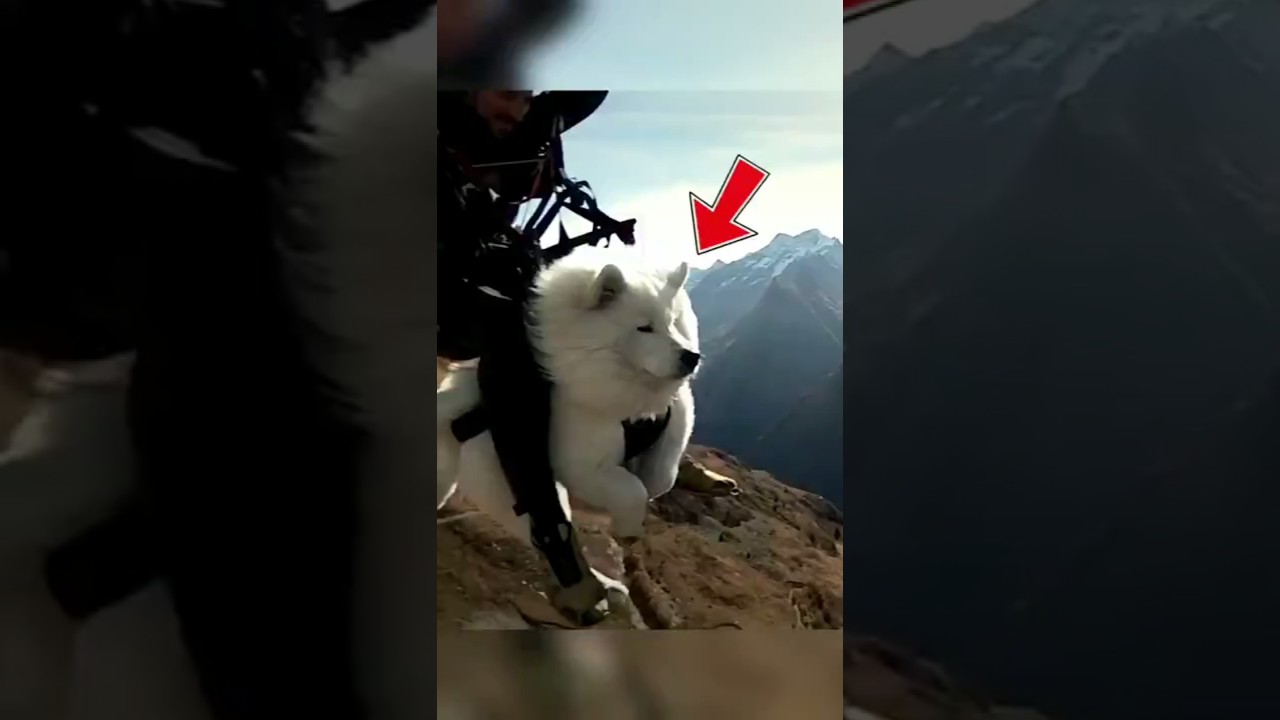 DOG LEARNS TO FLY! USA - Published by Peak Mindset