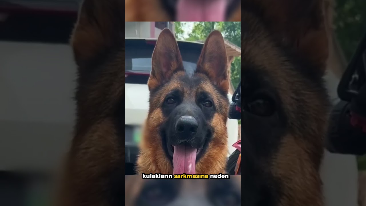 Köpek Yavrularına Takılan Destek Aparatı