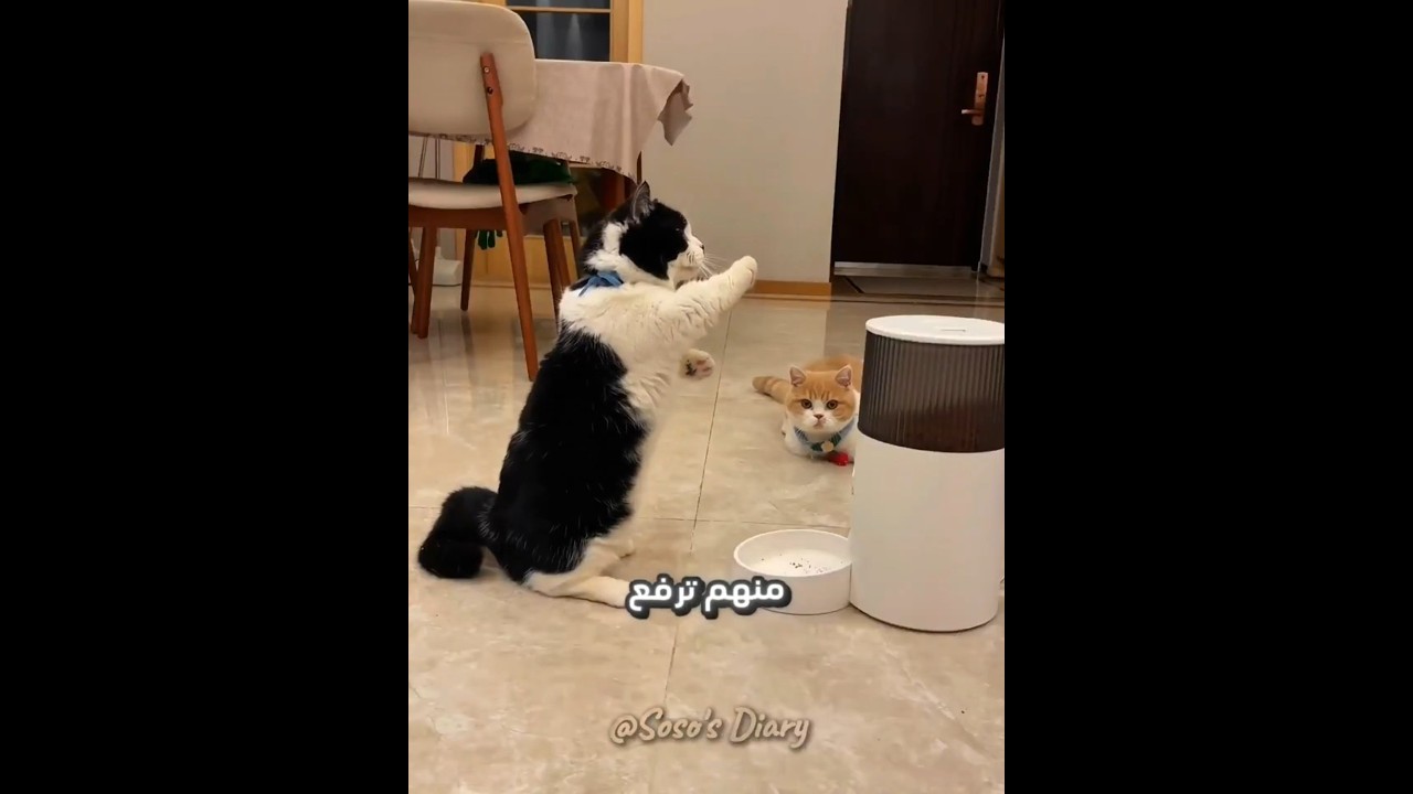الة اكل القطط العجيبة