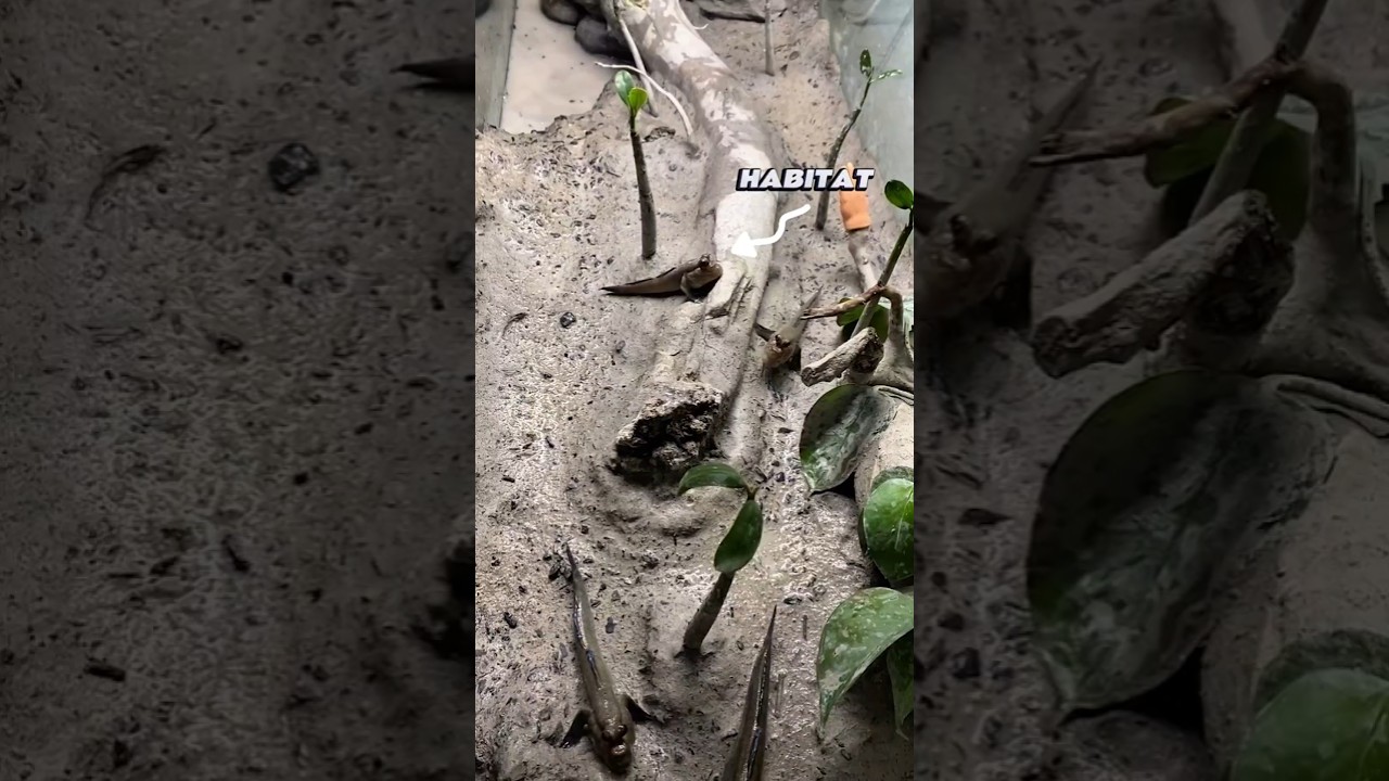 Cara Memelihara Ikan Tembakul / Glodok