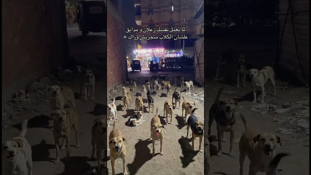 الفيديو دا للبنات اللي نفسها تمشي بليل #zoofun #explore #funny #react #foryou #youtubeshorts #cat