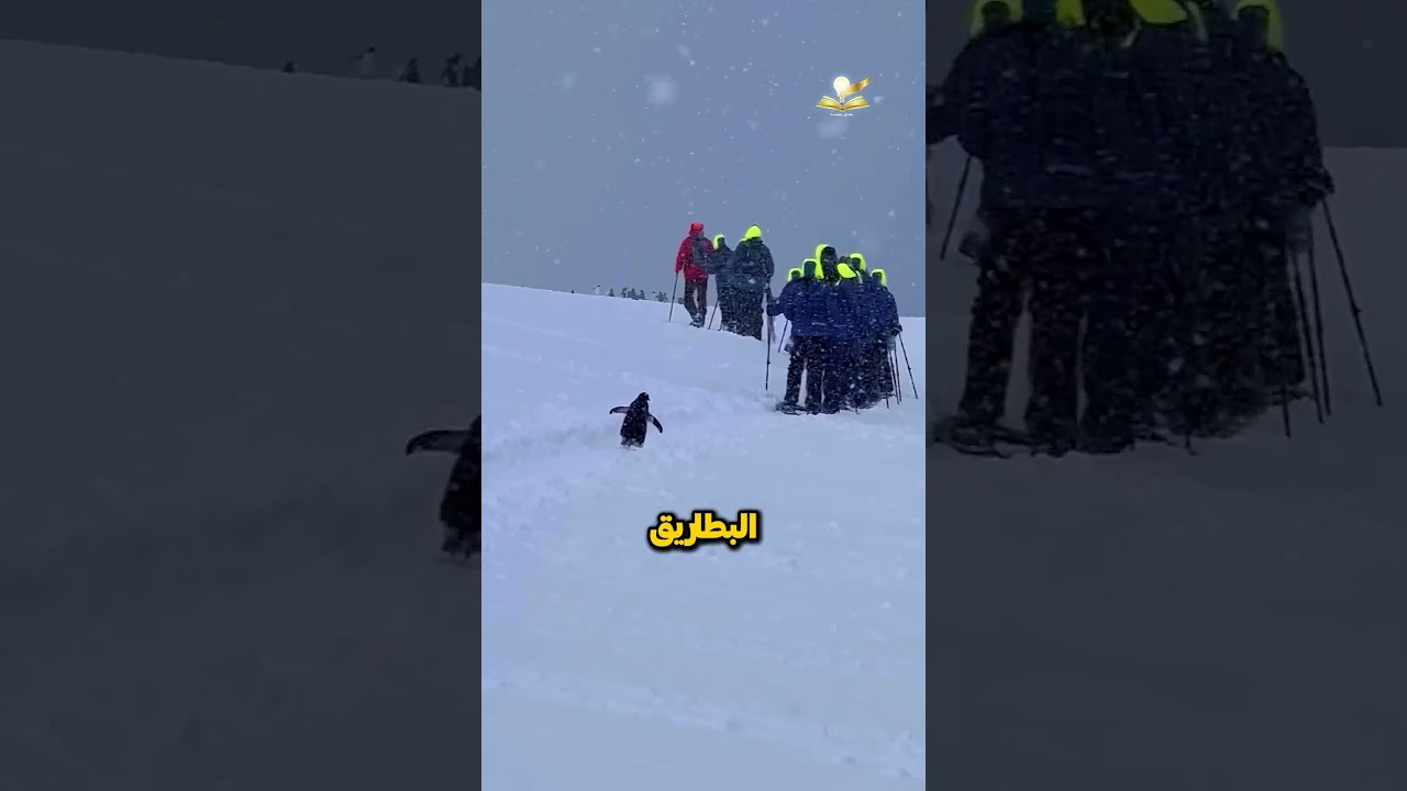 لماذا يُمنع لمس البَطْرِيق حتى لو اقترب منك؟