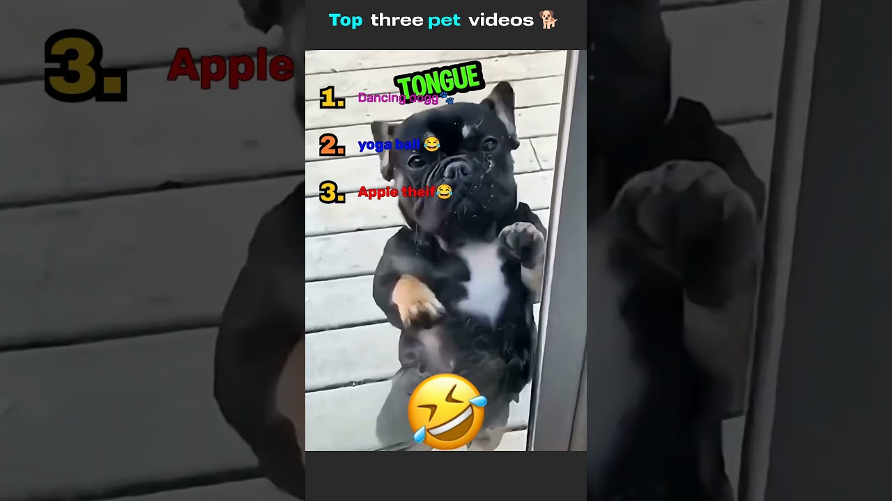 Best Three pet videos 🦴