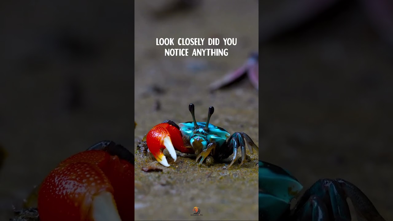 Tiny wonders of this world “Fiddler Crab” #wildlife #wildlifephotography #andaman #viralshorts