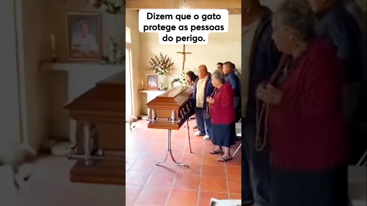 O gato ficou doido #sobrevivência #animais #natureza #gato