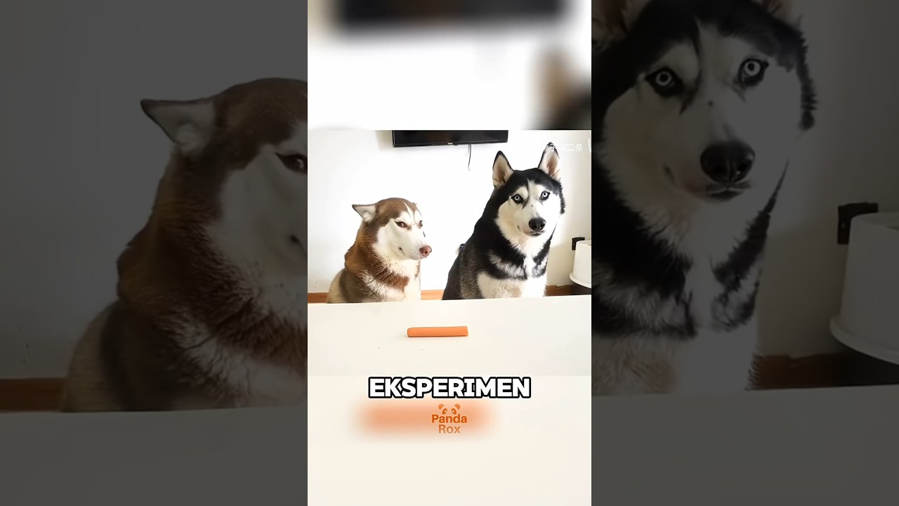 CEWEK SELALU BENAR, Bahkan di Dunia Anjing! 😂