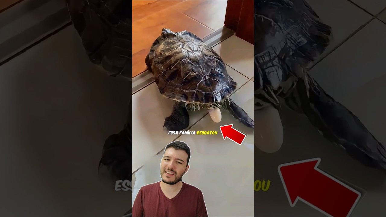 A Tartaruga Chegou com OVINHOS Surpresa! 🐢
