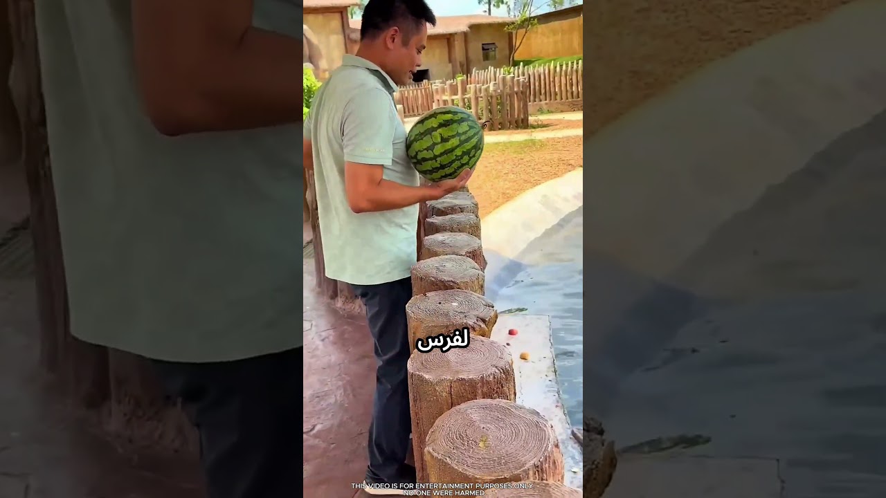 مش بيرضى يسيب فرس النهر جعان #viral