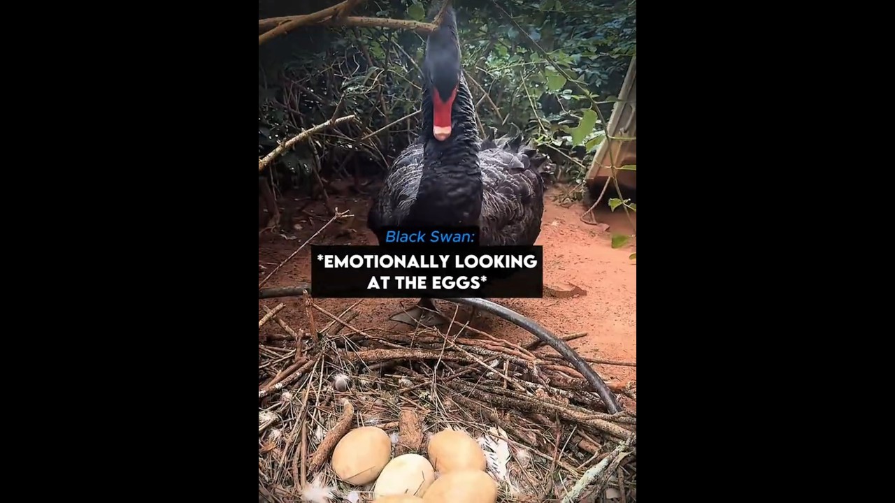 She’s So Proud of Her Eggs 🦢🥺  #shorts #swan #birds | @theblackswansisters/TT