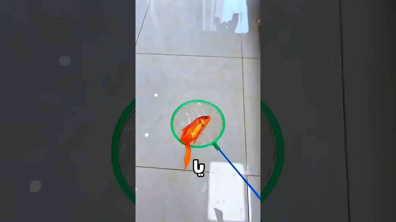انت رايحة علي فين سمكة!😳🐠