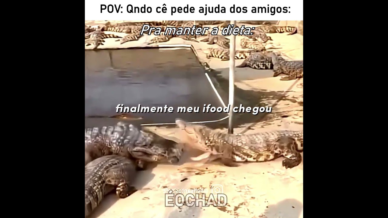 Depois dessa o jacaré repensou a vida 😅 #edit #humor #memes #fyp #animals