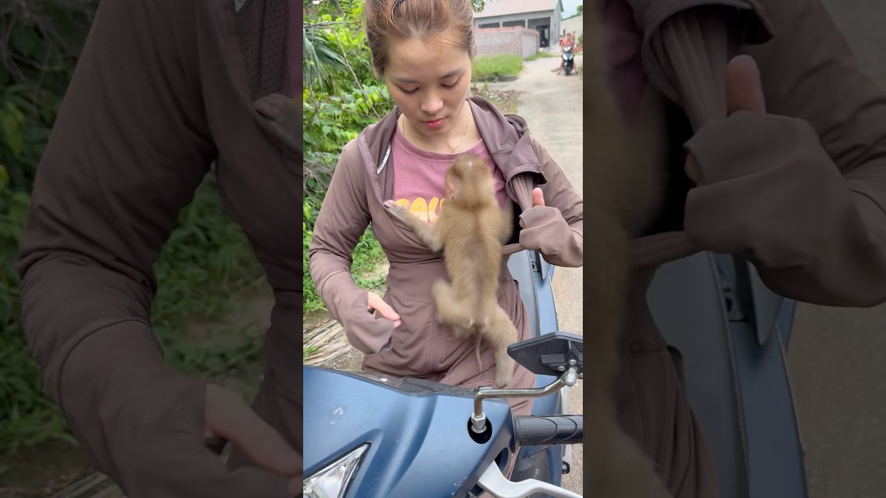 Baby monkeys like to lie in their mother's shirt.
