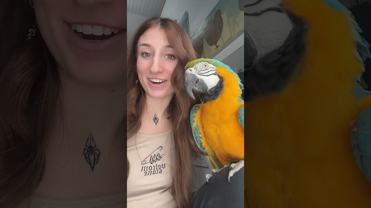 Petting parrots