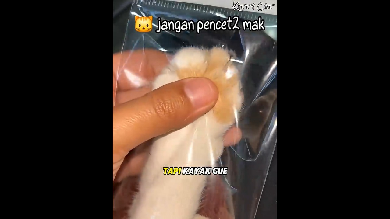 Kakak Ini Membeli Mainan Kunci Kaki Kucing Mirip Sungguhan 🐱 #kucing #kucinglucu #kucingoyen