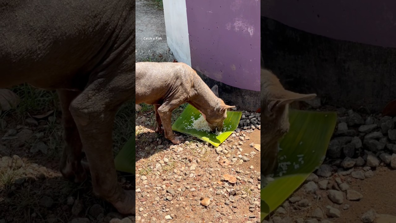 ഏൽക്കുന്നുണ്ട് ഏൽക്കുന്നുണ്ട് #keralafishing #shorts