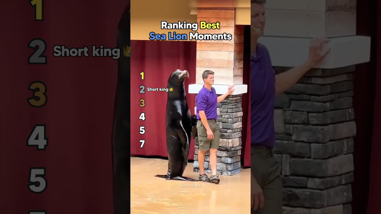 Ranking Best Sea Lion Moments