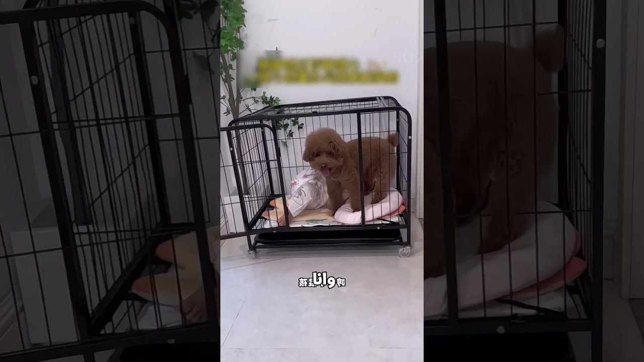 كوتي اترمى برا أوضته بسبب صاحبتها 😂🐶