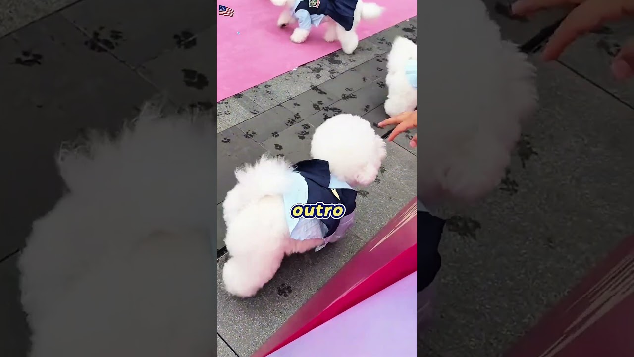 Perdi minha cachorrinha na creche de pet?! Onde está a Bonnie? 🤦‍♀️🐾