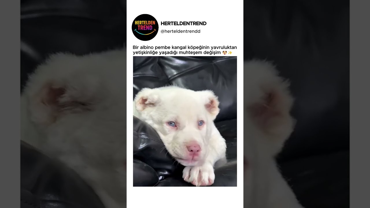 Bir albino pembe kangal köpeğinin yavruluktan yetişkinliğe yaşadığı muhteşem değişim 🐶✨