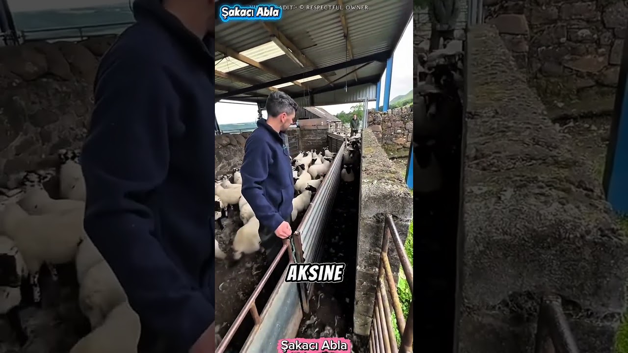 🐑 Küçük Kuzuları Neden Annelerinden Ayırıyorlar? Gerçek Sebep! 😲