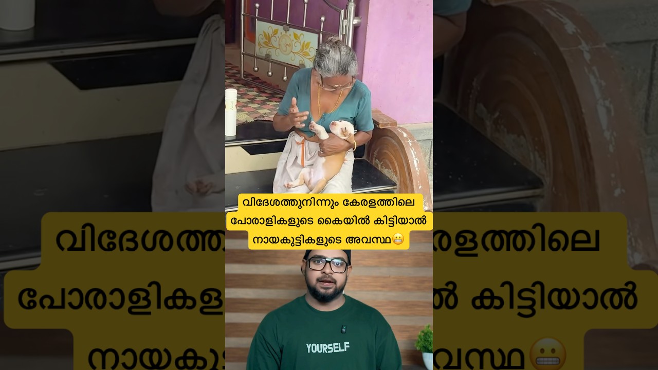 വിദേശത്തുനിന്നും കേരളത്തിലെ പോരാളികളുടെ കൈയിൽ നായകുട്ടികളെ കിട്ടിയാൽ ബല്ലാത്ത ജാതി ആവും😬#reaction