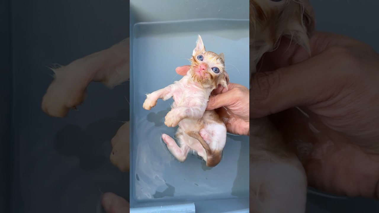 Sakading kading rescue kitten 😍 #catvideos #kitten #cat #kucinglucu