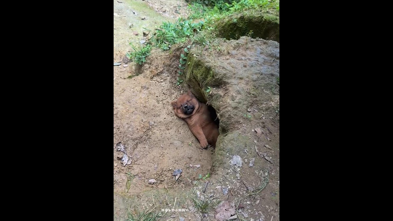Extremely fast boot mode, pastoral dog, small milk dog, small native dog, Chinese pastoral dog