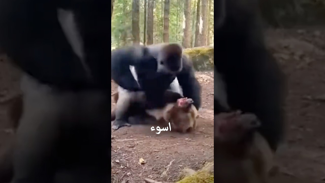 أبشع 10 نهايات لحيوانات ضحت بحياتها ..الجانب المظلم من الطبيعة