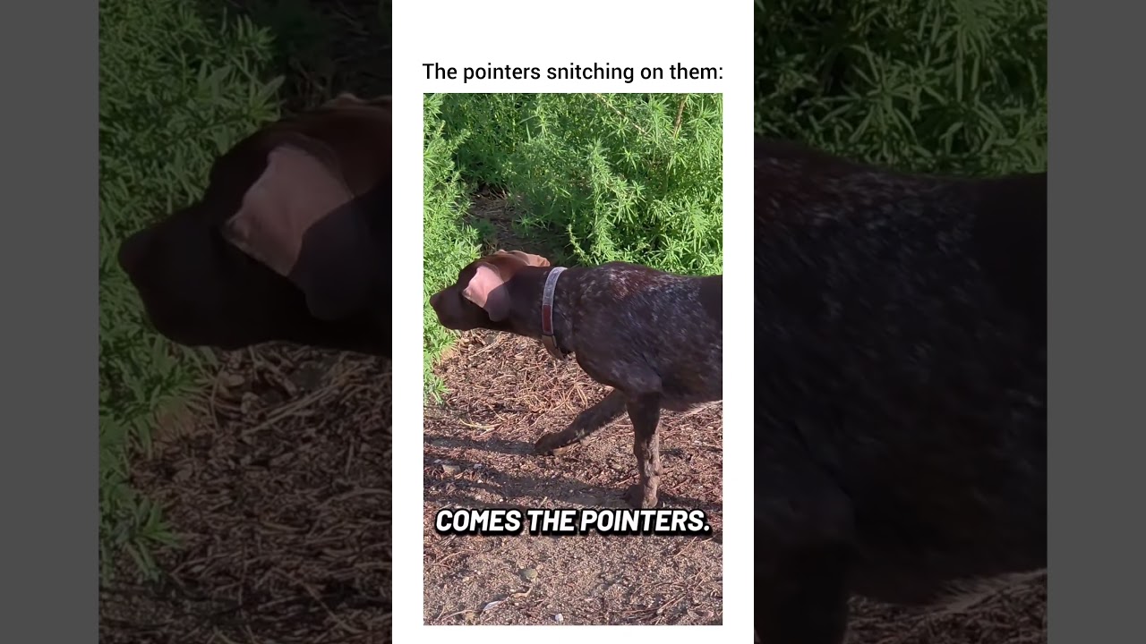 The pointers