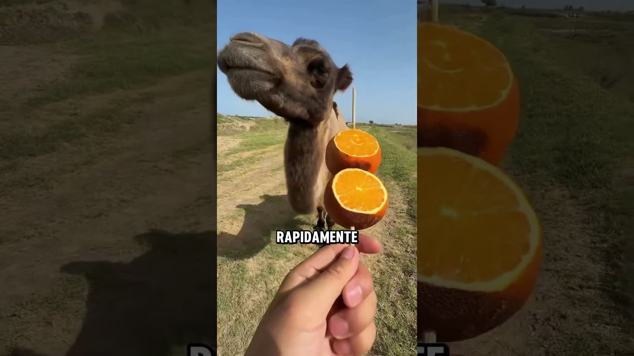 Esse Camelo Não Queria Dividir com Ninguém! #curiosidades