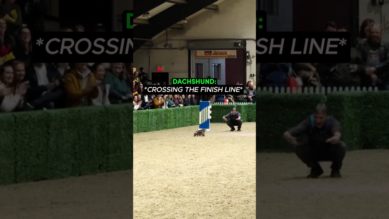 No one expected this dog to race❤️ (@miss.shelbyray) #shorts