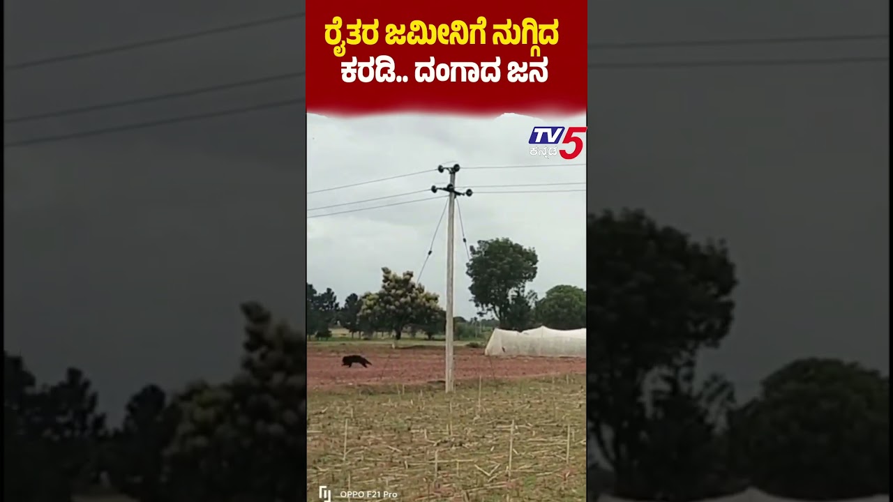 koppala:ಹನುಮನಹಟ್ಟಿ ಗ್ರಾಮದಲ್ಲಿ ರೈತರ ಜಮೀನಿಗೆ ನುಗ್ಗಿದ ಕರಡಿ ದಂಗಾದ ಜನ
