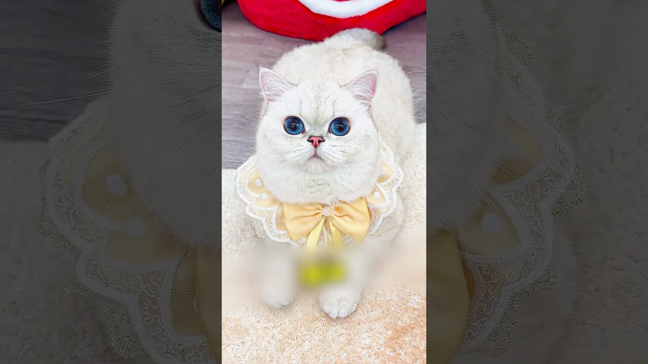 هذي البسة لبست سلسلة مسحورة 😱 #shortvideo