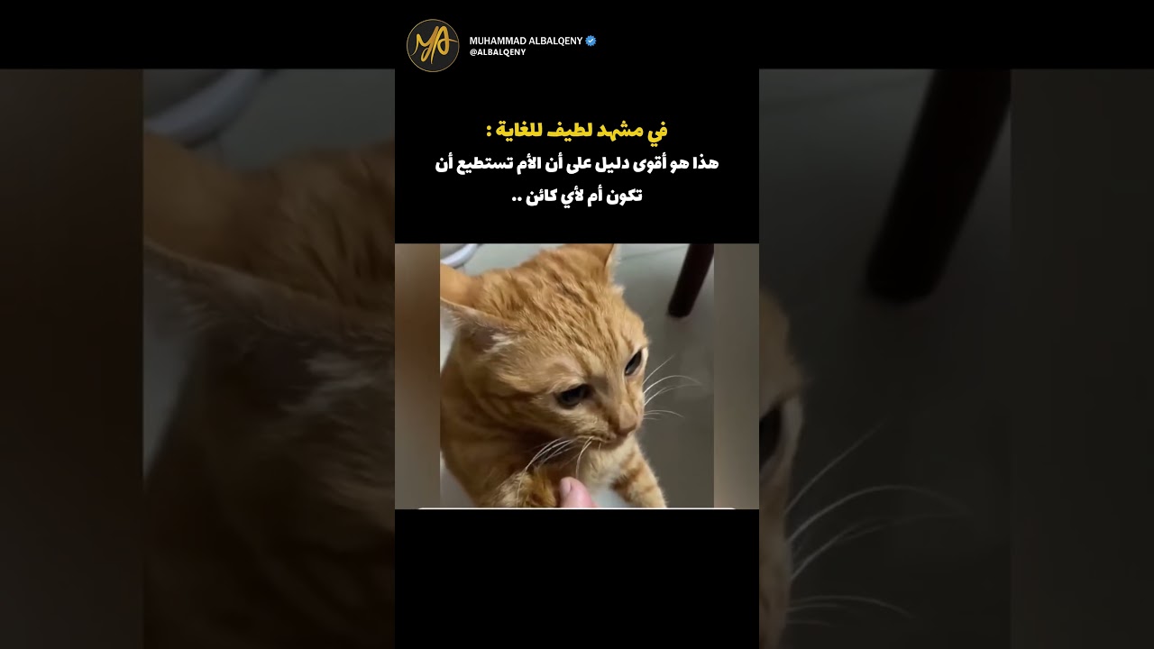 ردة فعل القطة عندما أطعمتها صاحبتها #shorts