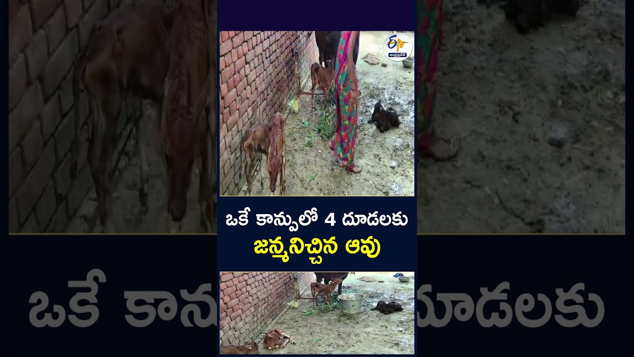 ఒకే కాన్పులో 4 దూడలకు జన్మనిచ్చిన ఆవు