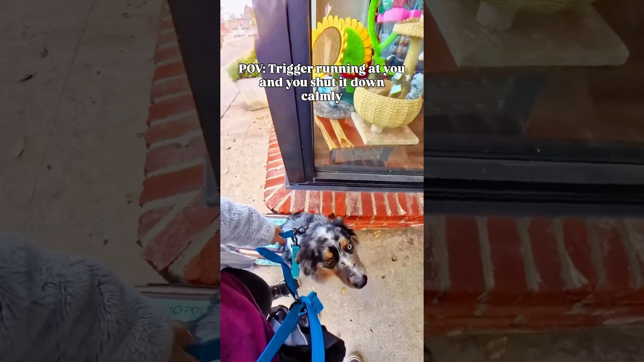 Months of work protected in seconds❤️ #dog #dogs #dogshorts #doglife #dogtraining #dogreactivity