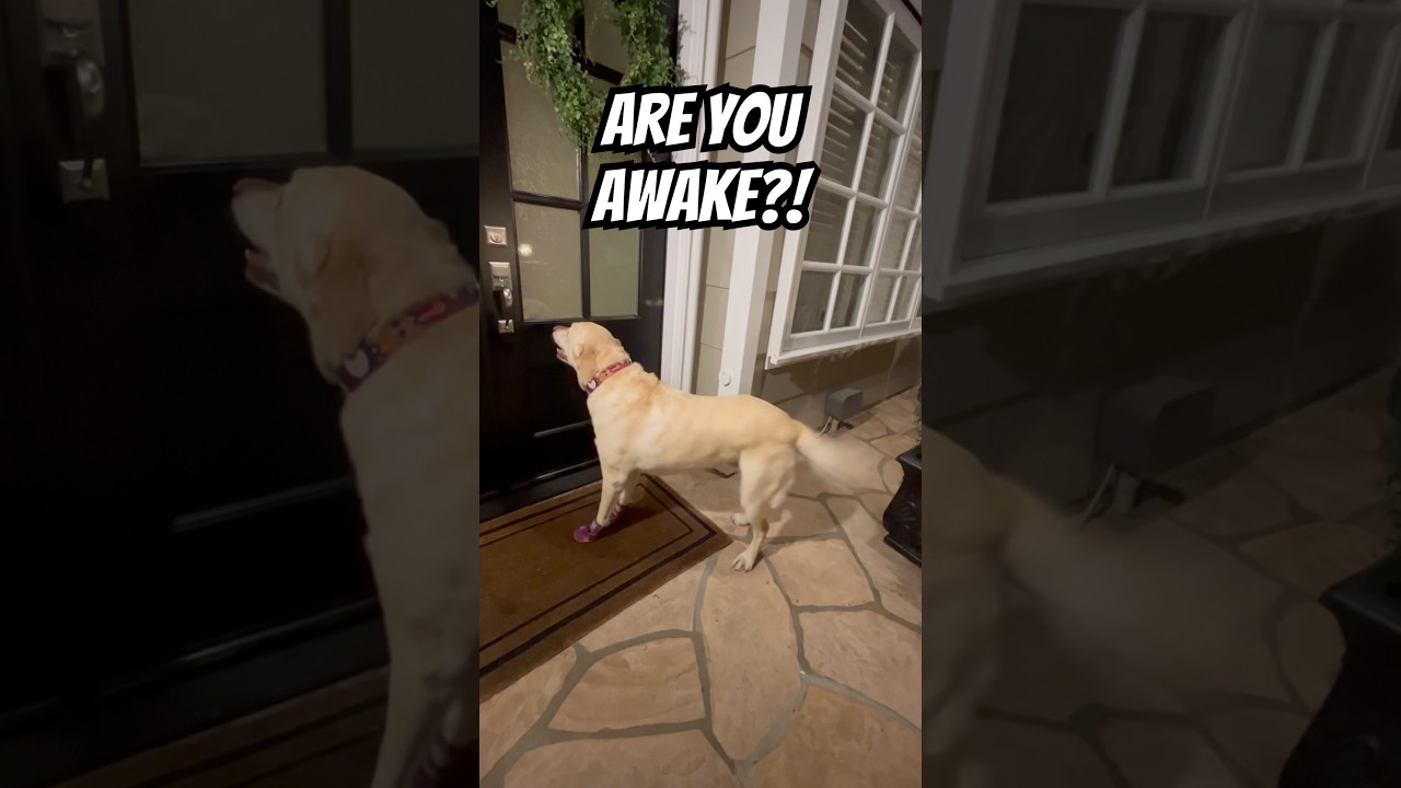 Late Night Doorbell… Guess Who Showed Up 👀 - Published by Emmythelab